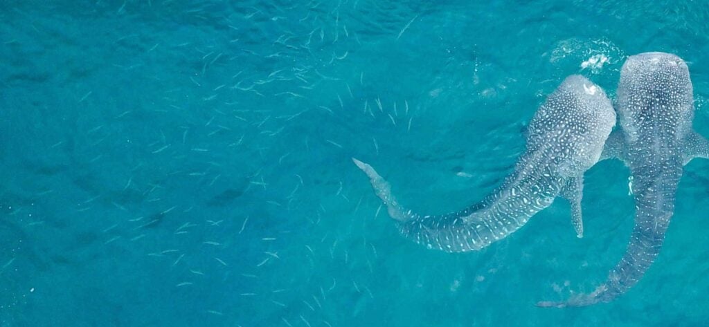 marine wildlife in bohol