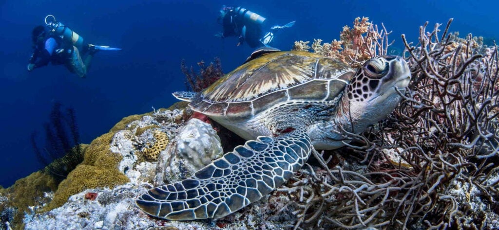 best bohol diving spots