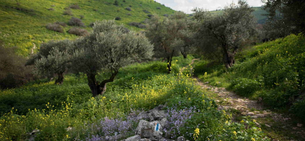 jesus trail