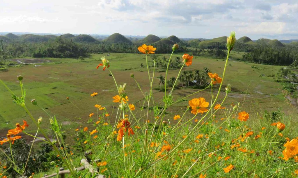 Tropical flowers in the countryside of Bohol, Philippines